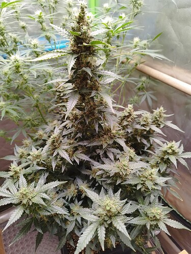 Growreport Bild 7