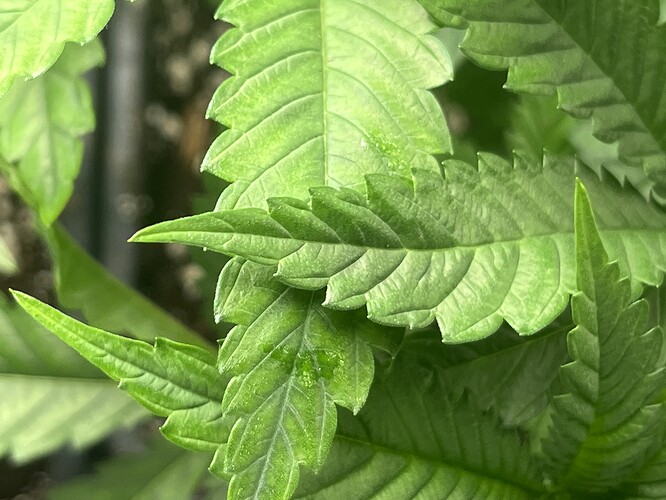 Growreport Bild 6