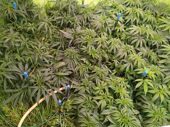 Growreport Bild 9