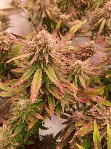 Growreport Bild 37