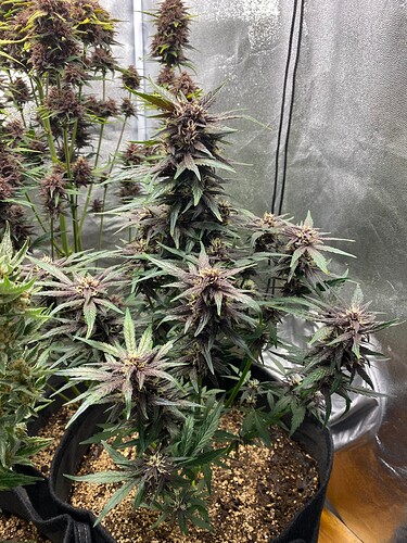 Growreport Bild 5