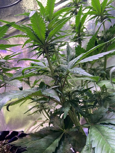 Growreport Bild 7