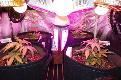 Growreport Bild 20