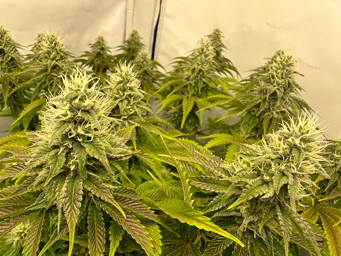 Growreport Bild 9