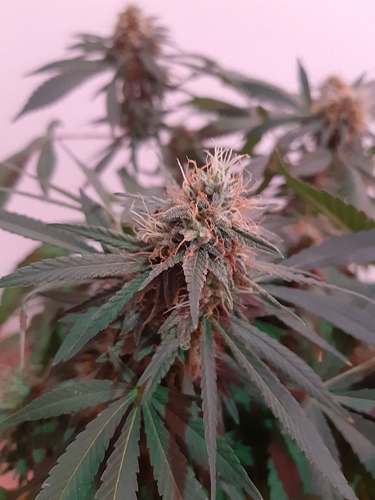 Growreport Bild 6