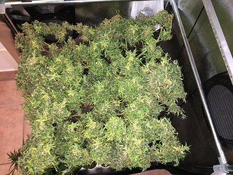 Growreport Bild 14