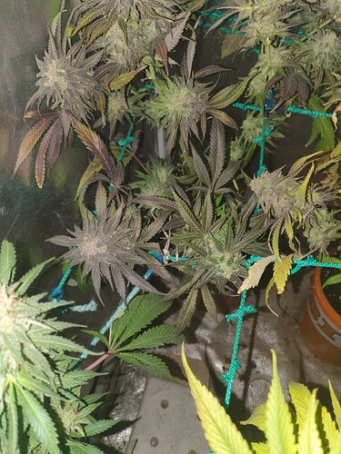 Growreport Bild 4