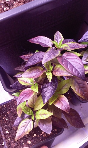 Growreport Bild 17