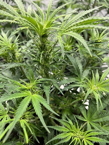 Growreport Bild 18