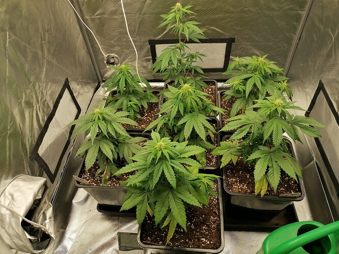 Growreport Bild 1