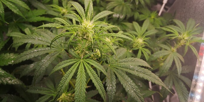 IMG_20231223_170007