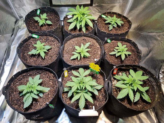 Growreport Bild 3