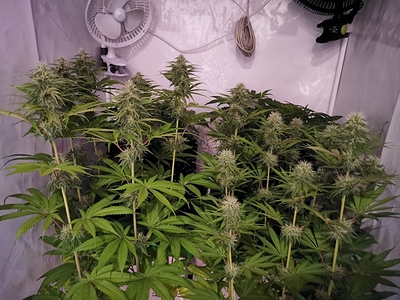 Growreport Bild 7