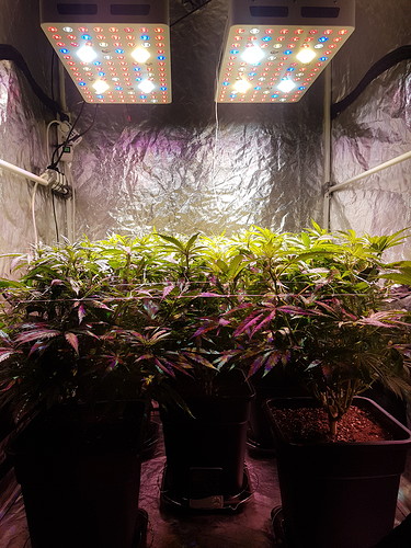 Growreport Bild 8
