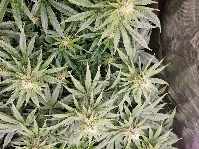Growreport Bild 15