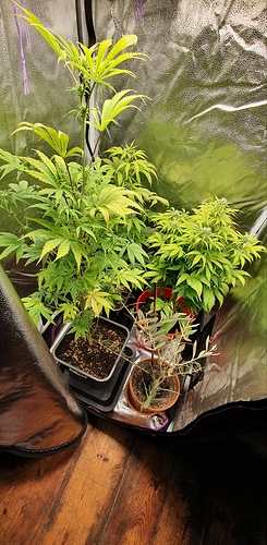 Growreport Bild 1