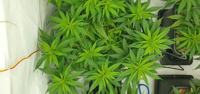 Growreport Bild 18