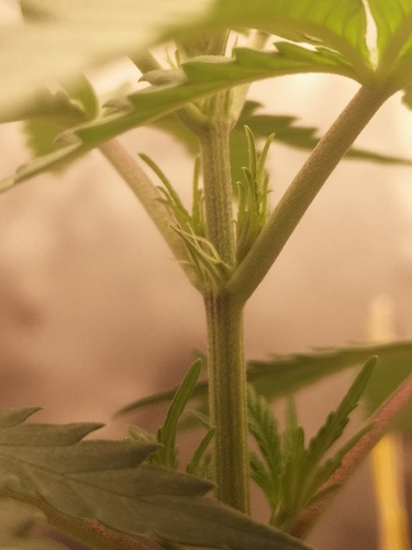 Growreport Bild 1