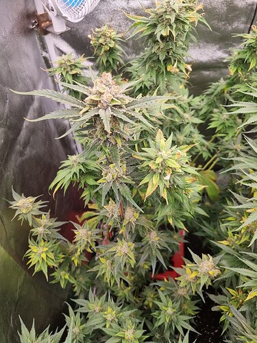 Growreport Bild 11
