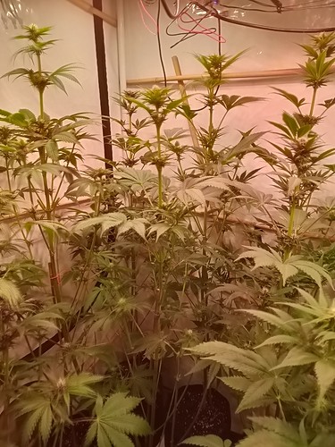 Growreport Bild 69