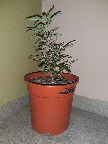 Growreport Bild 7