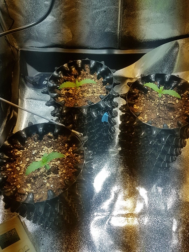 Growreport Bild 19