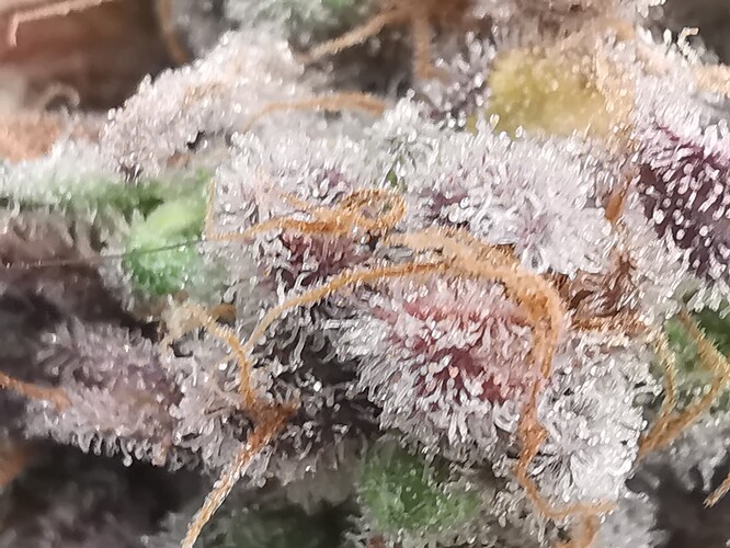 Growreport Bild 52