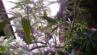 Growreport Bild 16