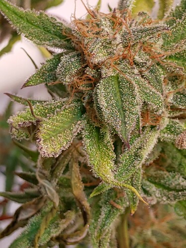 Growreport Bild 6