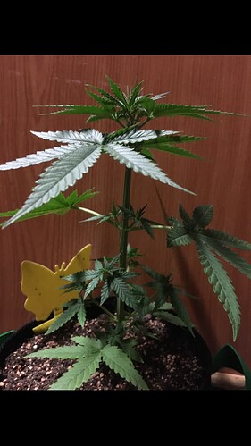 Growreport Bild 15
