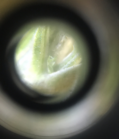 Growreport Bild 5