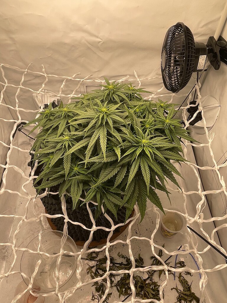 Entlauben in der Blüte Anfänger Forum