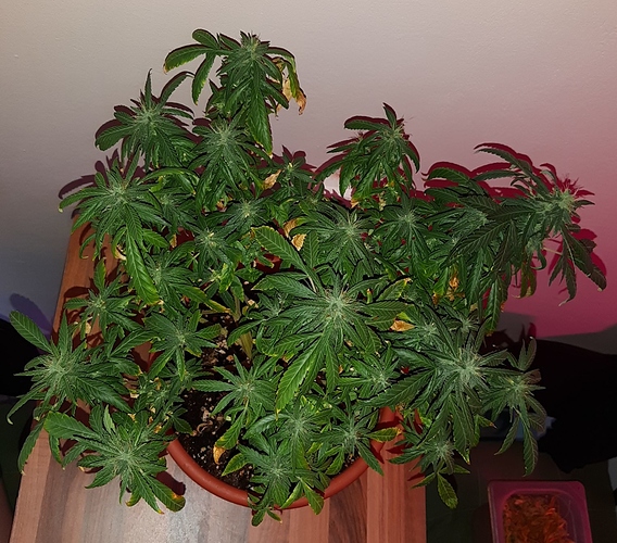 Growreport Bild 2