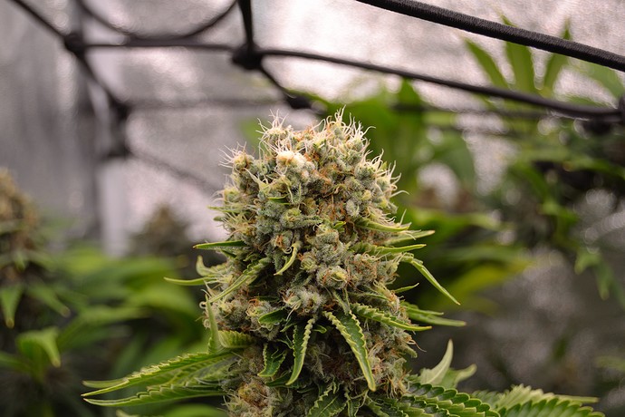 Growreport Bild 2