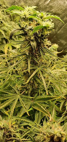 Growreport Bild 3