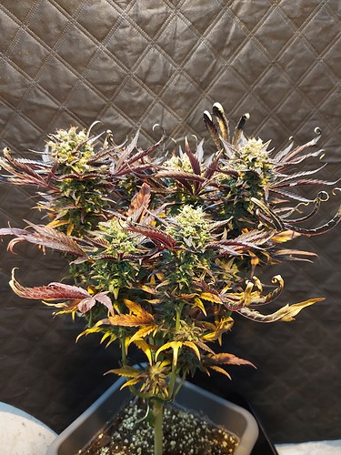 Growreport Bild 3