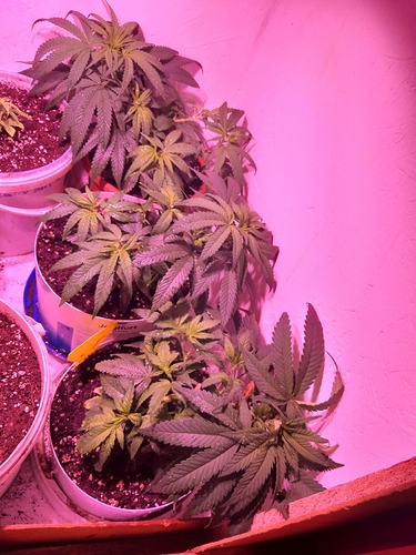 Growreport Bild 1