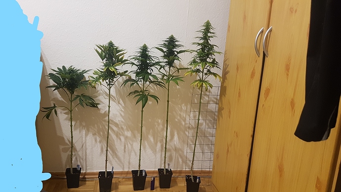 Inked20201206_192319_LI - Kopie