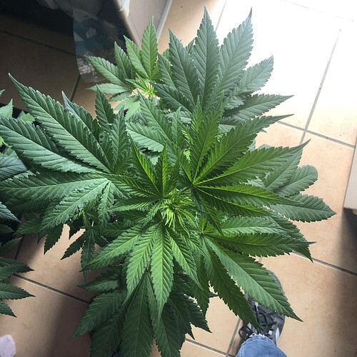Growreport Bild 3