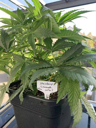 Growreport Bild 3
