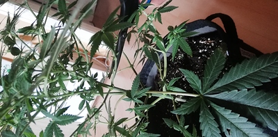 Growreport Bild 30