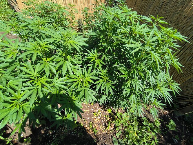 Growreport Bild 4