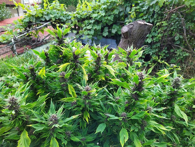 Growreport Bild 5