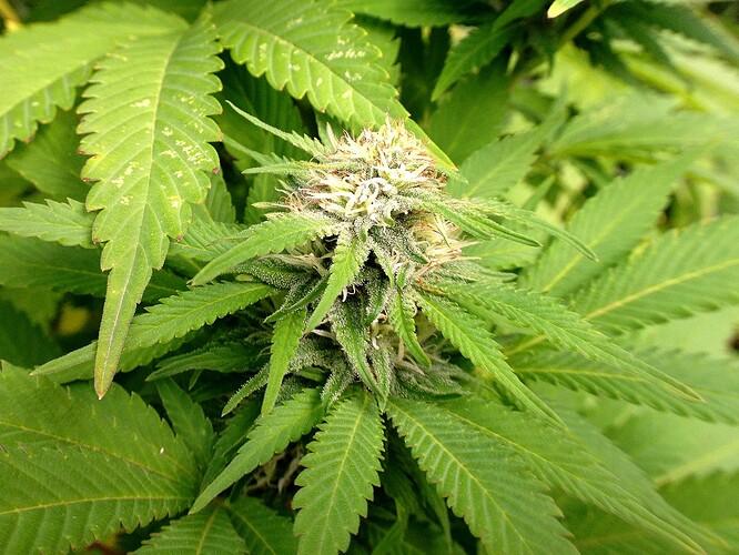 Growreport Bild 7