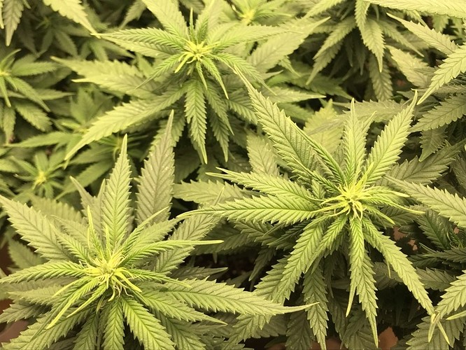 trainwreck_flowerstart