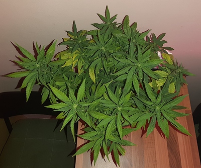 Growreport Bild 14