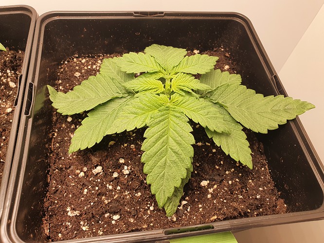 Growreport Bild 2