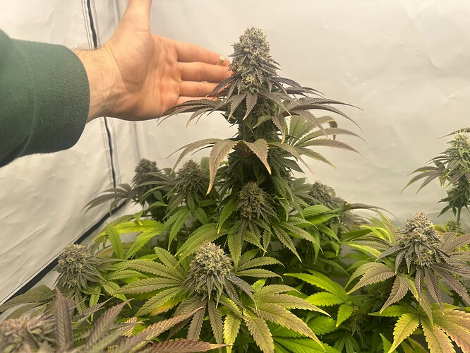 Growreport Bild 3