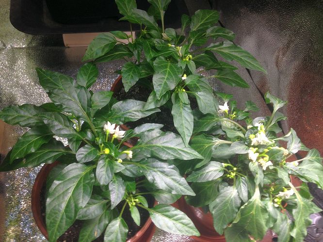 Growreport Bild 8