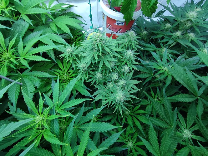 Growreport Bild 48